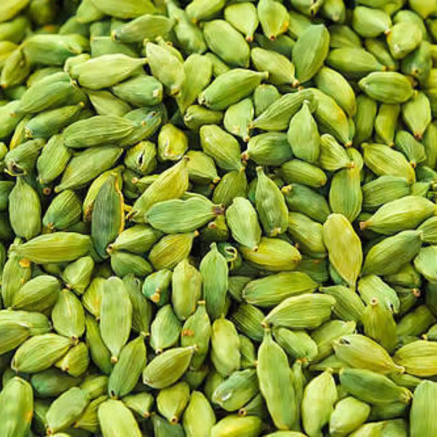 9mm XXL Elaichi /Green Cardamom Whole